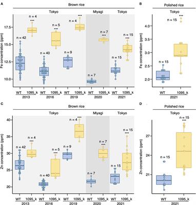 OsVIT2 Mutation Increases Fe and Zn of Grain Without Compromising the Growth in Paddy Field